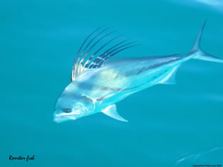 Rooster Fish